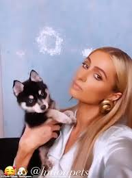 2.744 bewertungen, 1.264 authentische reisefotos und günstige angebote für hotel hilton paris opera. Paris Hilton Macht Ihrem Hund Das Herzstuck Ihrer Rosa Ensemble Wahrend Einer Radtour In Napa Valley Aktuelle Boulevard Nachrichten Und Fotogalerien Zu Stars Sternchen