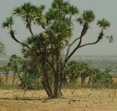 Image result for Hyphaene