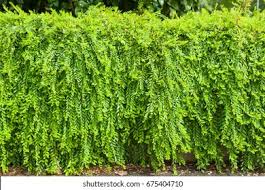 Image result for Phyllanthus parvus