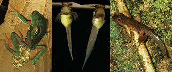 Image result for Argocoffeopsis eketensis