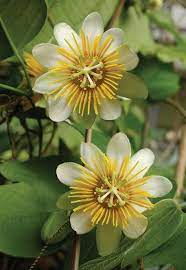 Velvet Leaf Passion Flower Passiflora Holosericea Passion Flower Passiflora Beautiful Flowers