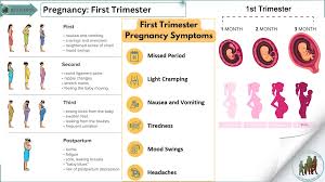 Image result for First Trimester Education