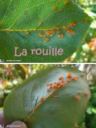 Les taches s'étendent et assèchent les feuilles. Les Maladies Des Rosiers Comment Avoir De Beaux Rosiers Naturellement Le Monde De Marie