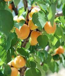 Check spelling or type a new query. Winter Fruit Tree Care Evergreen Nursery
