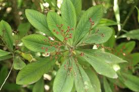 Image result for Euphorbia pseudopetiolata