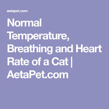 Familiarising yourself early on with your cat's normal breathing can help you to identify if it becomes abnormal. Normal Temperature Breathing And Heart Rate Of A Cat Aetapet Com Heart Rate Normal Temperature Normal Breathing