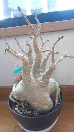 アデニウムがしわしわ アデニウムが低温障害か水枯れかについて質問で ガーデニング 家庭菜園 教えて Goo