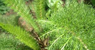 Cha De Canela De Velho Beneficios E Maleficios Plantas E Ervas E Frutos Que Curam Erva Mil Folhas Novalgina Ervas Ervas Medicinais Plantas