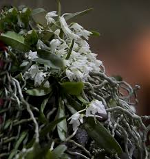 Image result for Mystacidium