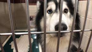 I explain why in the video. Rutherford County Breaking News Paws Of Rutherford County Pets For Adoption October 26 2020 Facebook