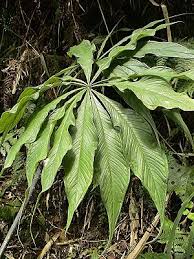 pin by stephen chen on 天南星屬arisaema plant leaves leaves plants
