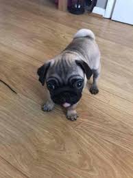 14,600 results for pug puppies for sale. Cute Pet Pug Puppy At Best Price In Lucknow Uttar Pradesh Saurabh Y Agarwal