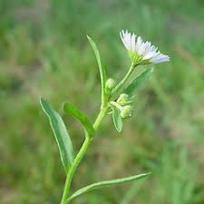 Image result for Oxyanthus strigosus