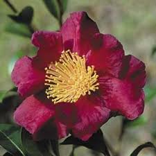 Camellia Sasanqua Midnight Lover Single Dark Red Fall Bloomer Zone 7 With Images Camellia Flowers Plants