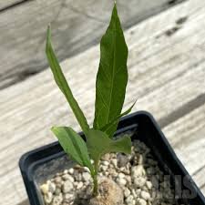 Image result for Ipomoea lapathifolia