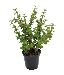 Plants & supplies and japanese tools. Mini Jade Plant Portulacaria Afra 4 5 Pot Amazon Com Grocery Gourmet Food