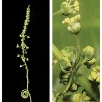 Image result for Haplocoelum inoploeum