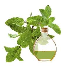 Comment Faire De L Huile Essentielle De Menthe L Essence De Menthe Est Une De Huile Essentielle De Menthe Huile Essentielle Menthe Poivree Huiles Essentielles