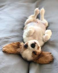 Ich Zwinkere Allen Die Du Foxy Welpen Da Draussen Hast Wie Geht S Welpen Niedliche Welpen Hunde Welpen