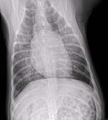 Primary lung cancer are frequently located in the caudal (towards the hind end of the pet) lung lobes, however can be located in any lung lobe and are usually a single mass in the lungs, unless the tumor has spread. Pneumonia Management In Dogs And Cats Veterinary Partner Vin
