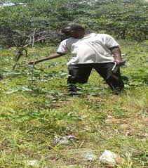 Image result for Julbernardia globiflora