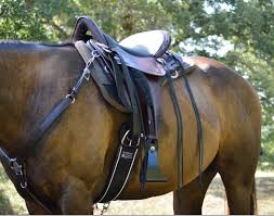 Beginners Guide To Saddle Fit Tucker