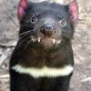 Abarcando los campos de la endémico en los demonios de tasmania y está exhibiendo un patrón de disminución de la tasa de. Https Encrypted Tbn0 Gstatic Com Images Q Tbn And9gcrbvv8y9j9zklzhkgfdibsp2sh2gfzqi1cm H6afjortbmmlxas Usqp Cau