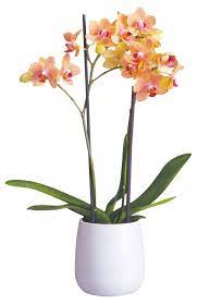 Maybe you would like to learn more about one of these? Floral Department Dillons Food Stores