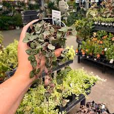 Image result for Ceropegia