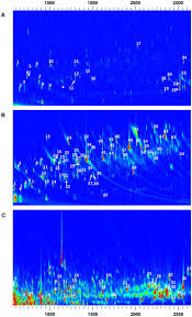 Image result for Euclasta condylotricha