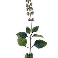 Image result for Rytigynia macrura