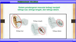 Check spelling or type a new query. Indera Pendengaran Sistem Sonar Pada Makhluk Hidup Ppt Download