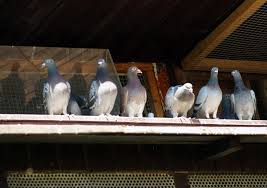 Columbus Oh Bird Removal Experts Guaranteed Service