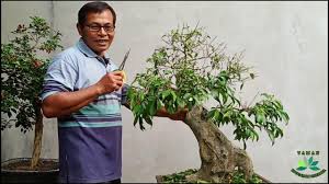 Cara Membuat Bonsai Beringin Ficus Benjamina Youtube