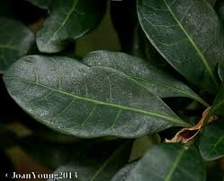 Image result for Psychotria capensis