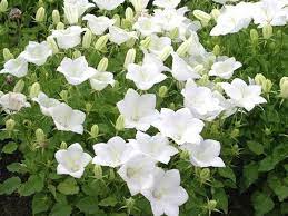 Campanula White Clips Bellflower Herbaceous Perennials Bellflower Container Plants