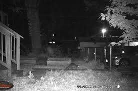 Once movement has been noticed, the camera will activate and capture an image or start recording video. Best Trail Camera Under 100 In 2021 Reviews By Wirecutter