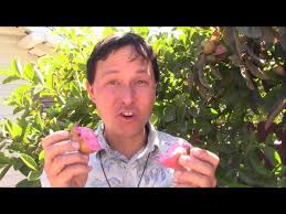 The bonita peach tree is a woody deciduous tree that is easy to grow with long green leaves. Front Yard Home Orchard In La Grows Over A Dozen Rare Tropical Fruit Trees Youtube