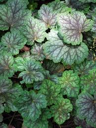 Image result for heuchera americana