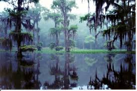 Caddo Lake Miss Riding Around On That Lake With My Grandfather Caddo Lake State Park Texas Parks Caddo Lake Texas