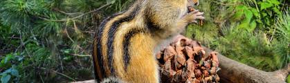 Maybe you would like to learn more about one of these? How To Get Rid Of Chipmunks Around The Yard Modern Wildlife Control