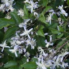 Maybe you would like to learn more about one of these? Clematis Heracleifolia China Purple Sarastro Stauden