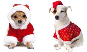 Se si desidera selezionare l'vestito babbo natale cane corretto dall'ampia selezione disponibile sul mercato, utilizzare la nostra lista delle migliori opzioni. Vestito Babbo Natale O Fiocco Di Neve Per Cani Disponibile In 4 Taglie