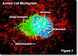 The nucleolus of several plant species has very high concentrations of iron in contrast to the human and animal cell nucleolus. Molecular Expressions Cell Biology The Nucleolus
