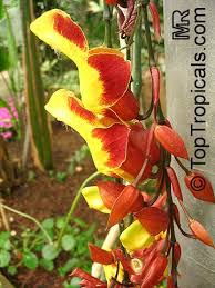 Image result for Thunbergia mysorensis