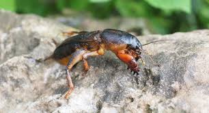 Pest control in rocky mount, nc. 5 Worst Lawn Pests In Charlotte Lawnstarter