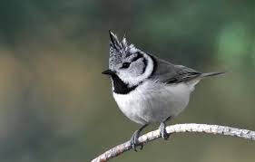 Tepeli Bastankara Tufted Titmouse Kus Fotograf