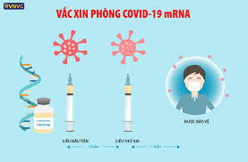 It was first identified in december 2019 in wuhan,. Vaccine Pfizer Bnt162b2 Chá»'ng Covid 19 Hiá»‡u Quáº£ Theo Fda Vnvc