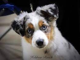 Check spelling or type a new query. Keldrew Ranch Miniature Toy Australian Shepherds Breeder