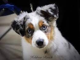 Maybe you would like to learn more about one of these? Keldrew Ranch Miniature Toy Australian Shepherds Breeder